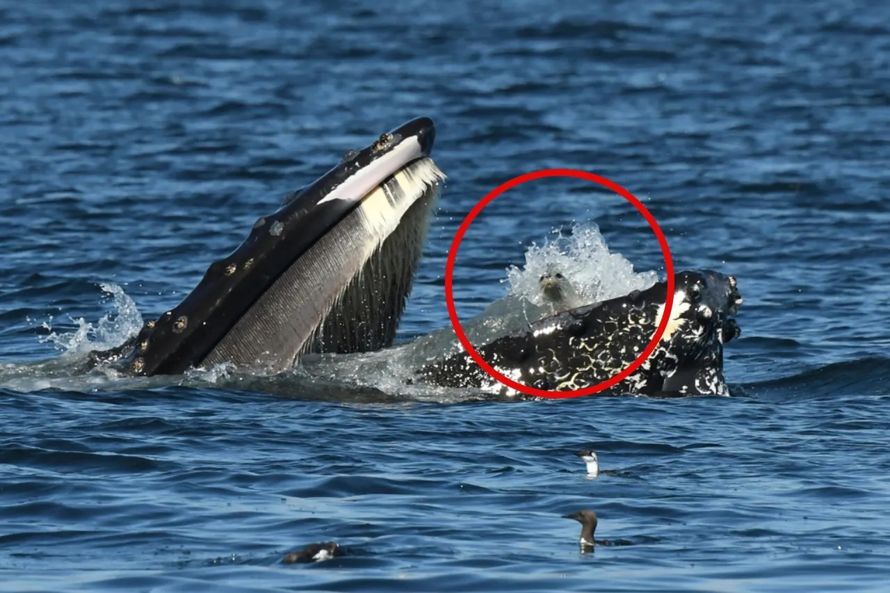 ¿Cambiaron su dieta? Foca termina en la boca de una ballena