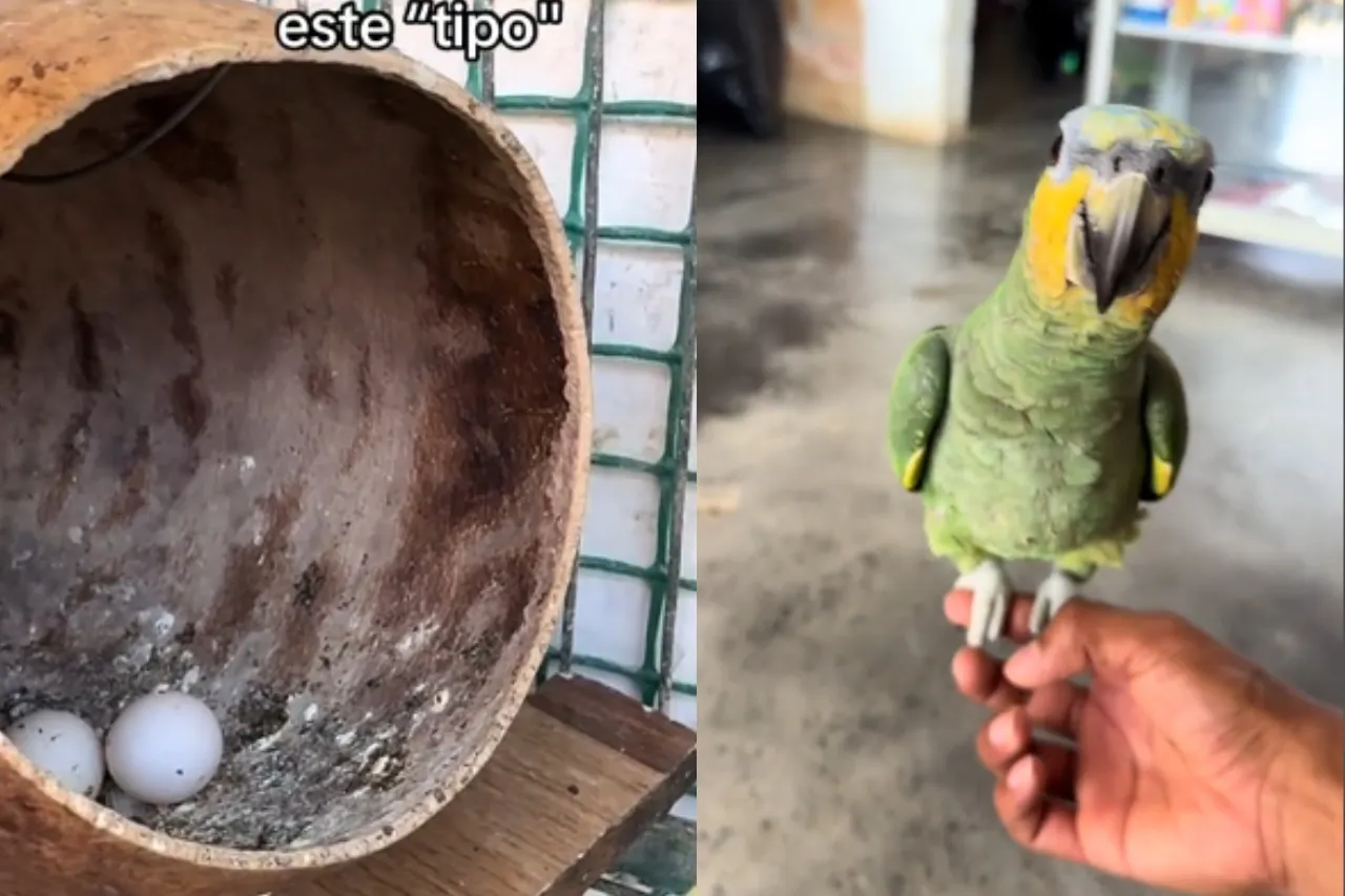 Expectativa vs realidad, compra huevos de canario y le sale un loro