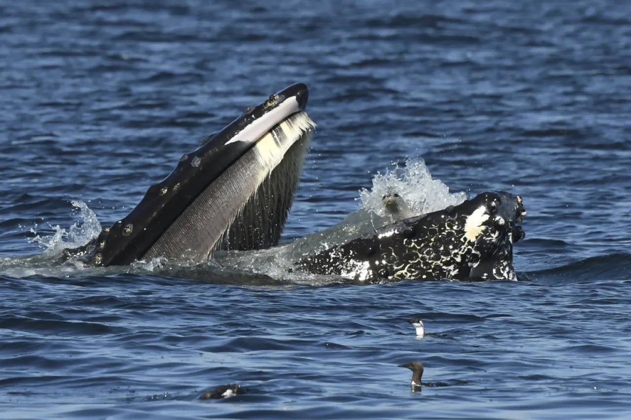 Foca termina en la boca de una ballena en aguas de Washington