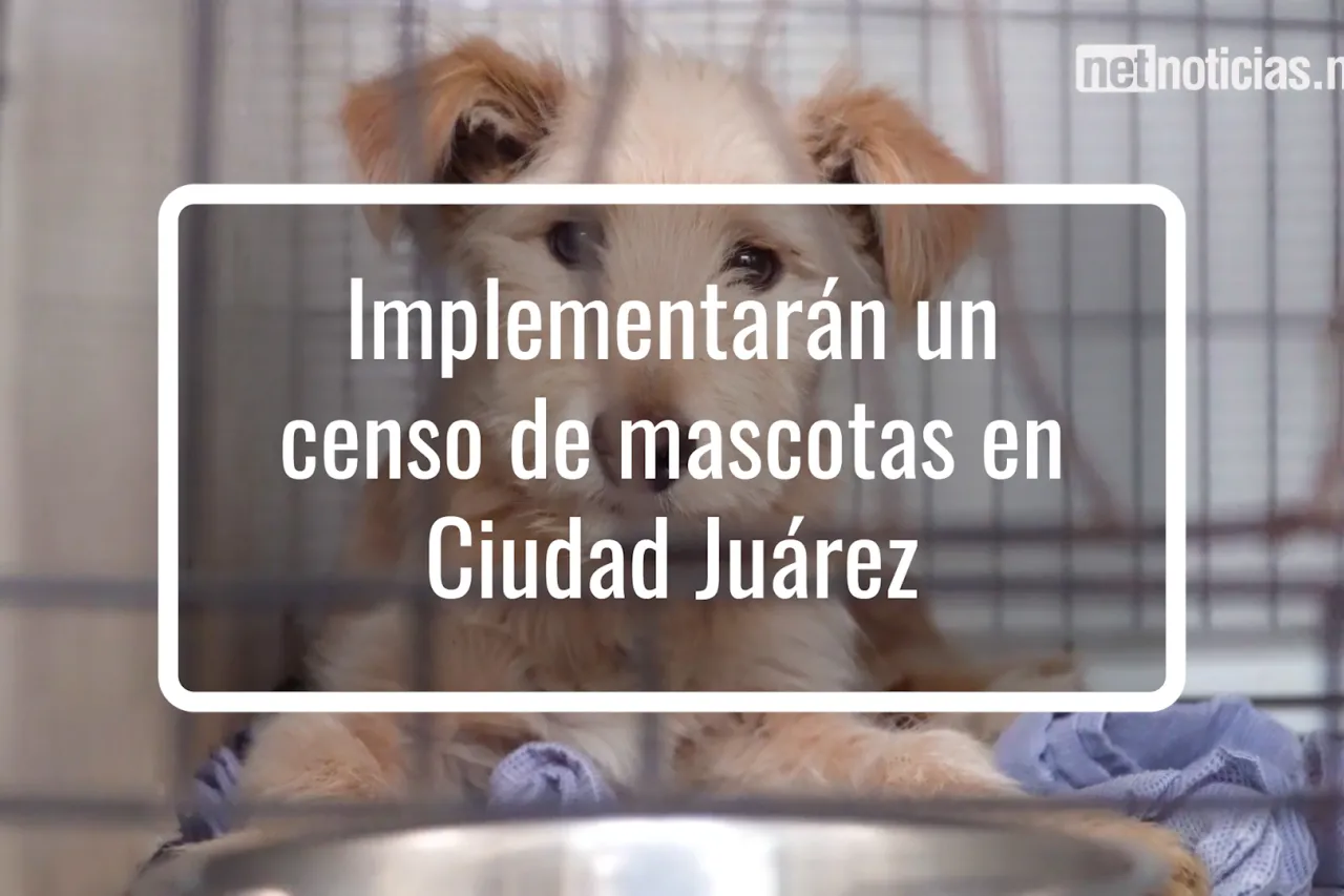 Continúa trabajo para reformar y crear la dirección de Bienestar Animal