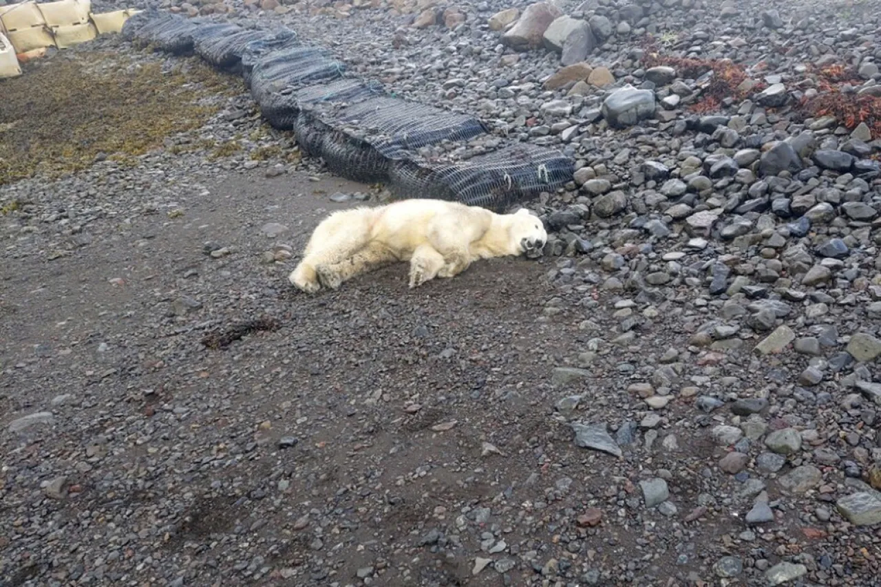 Avistan al primer oso polar en Islandia en años y policía lo mata a tiros