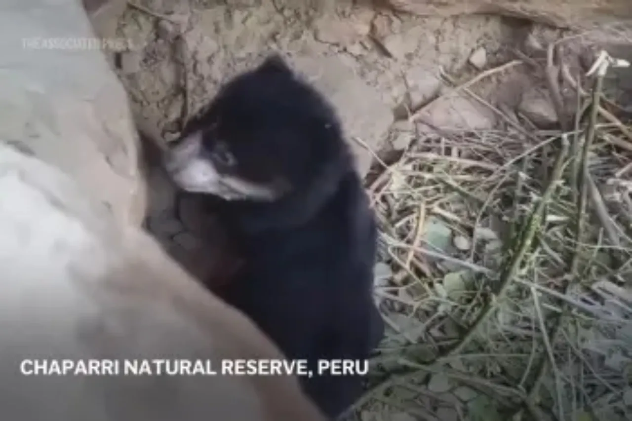 Nacimiento de oso de anteojos trae alegría a comunidad campesina de Perú