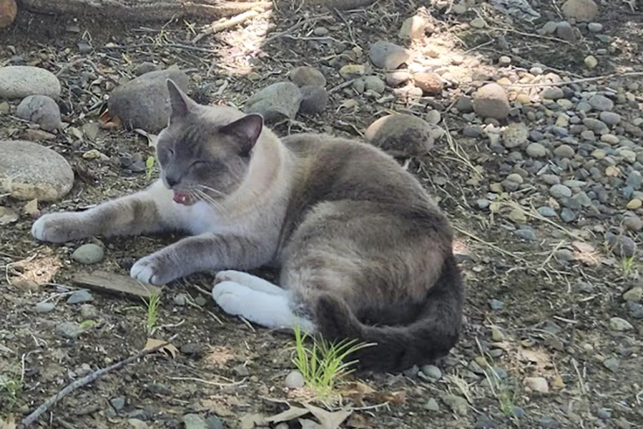 Gato se extravía y viaja mil 448 kilómetros en dos meses