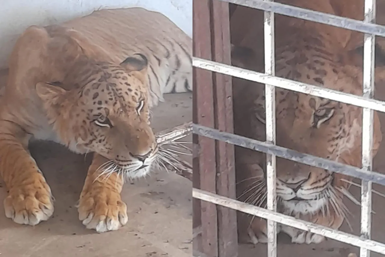 Encuentran un ligre en inmueble cateado de Coyame del Sotol