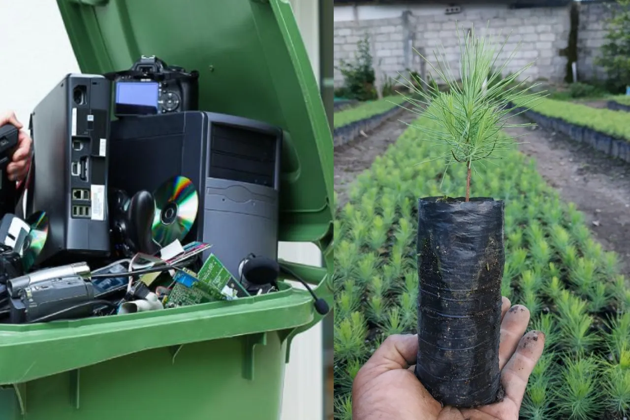 Intercambiarán árboles por basura electrónica en Chihuahua