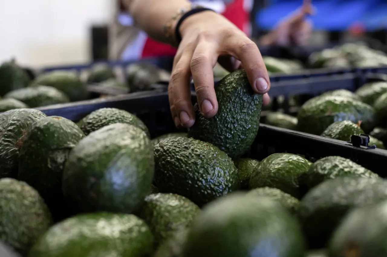 Deja EU inspecciones de aguacates en manos del gobierno de México