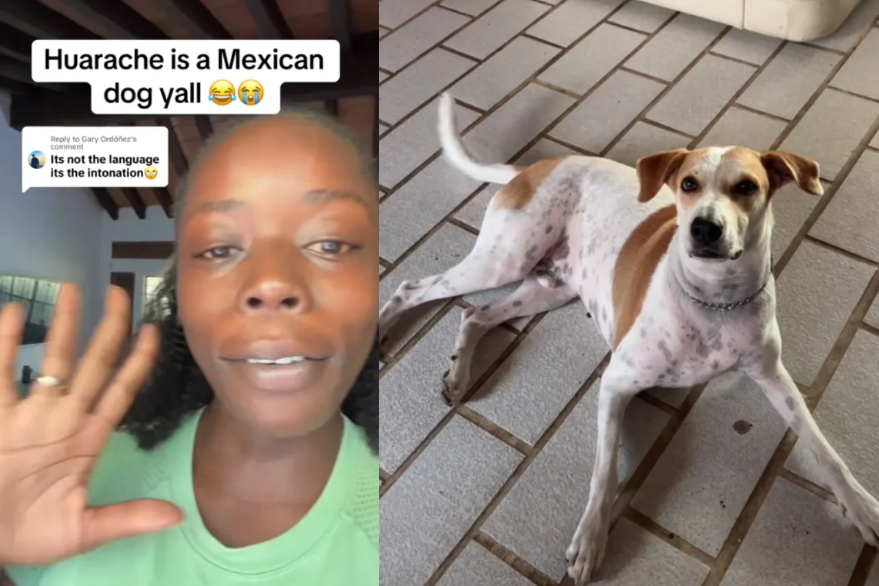 Video: Huarache, el perrito mexicano que solo entiende español