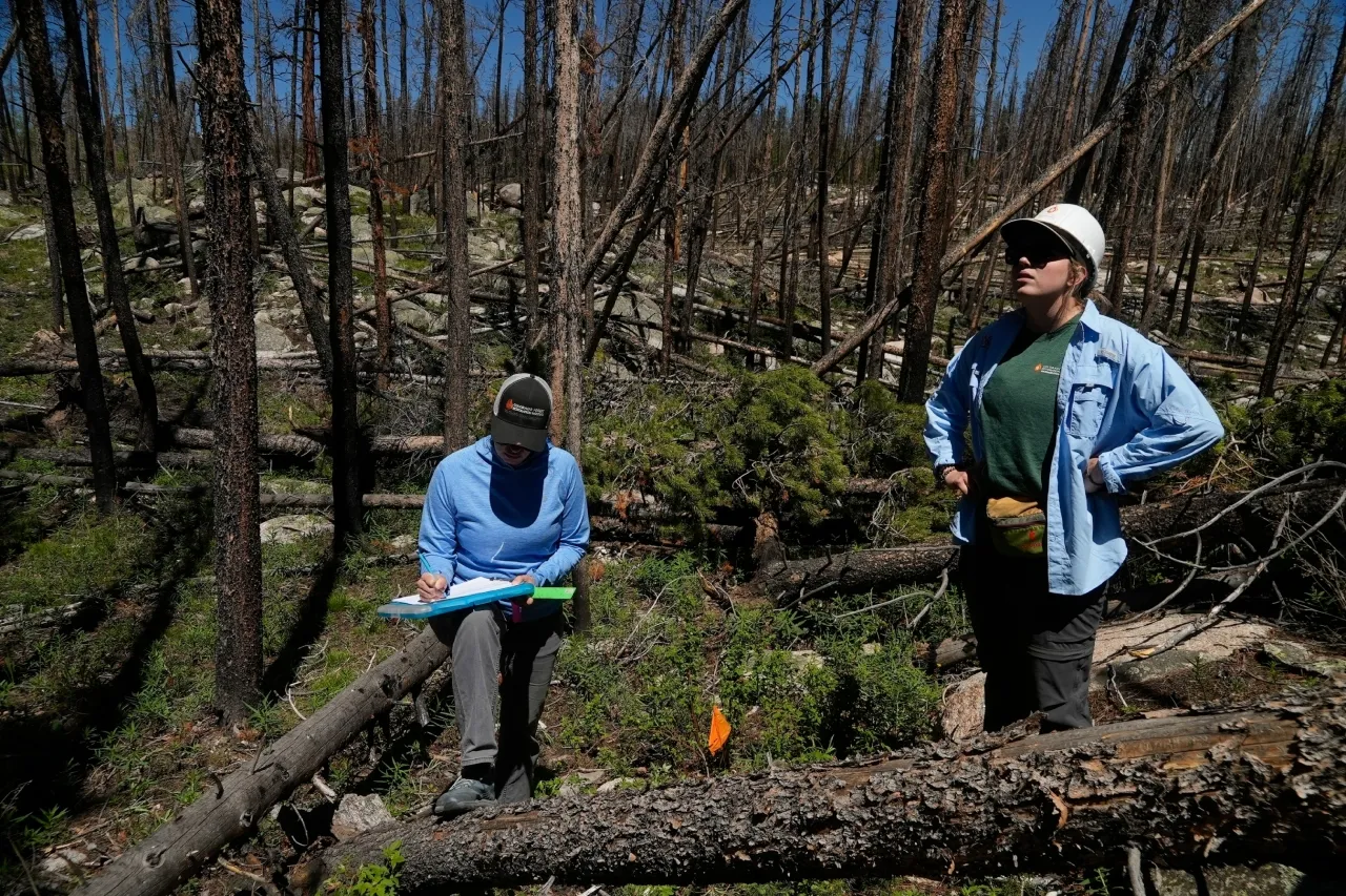 Muchos bosques no logran recuperarse de incendios