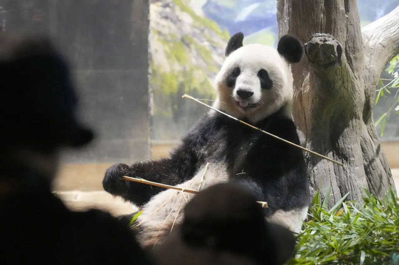 Japoneses dicen adiós a popular pareja de pandas; regresan a China