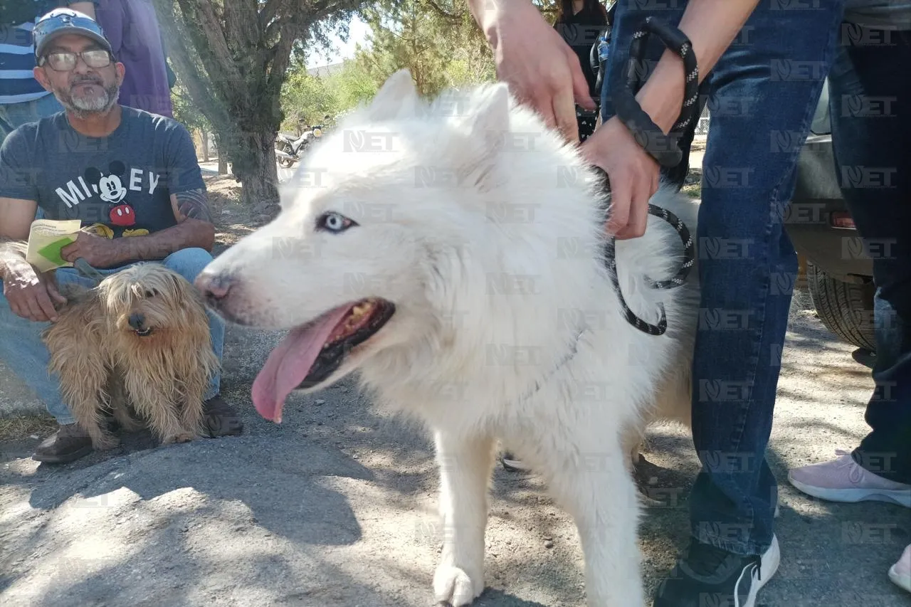 ¿Existen un perro mejor que otro? Descúbrelo en ‘Sábados en la Ciencia’