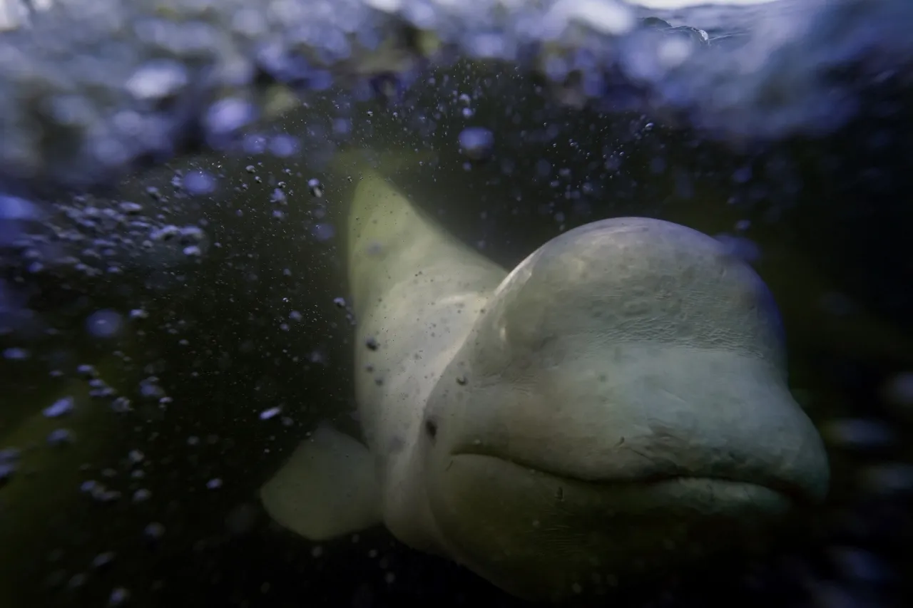 Curiosas belugas juguetean en la cálida bahía de Hudson