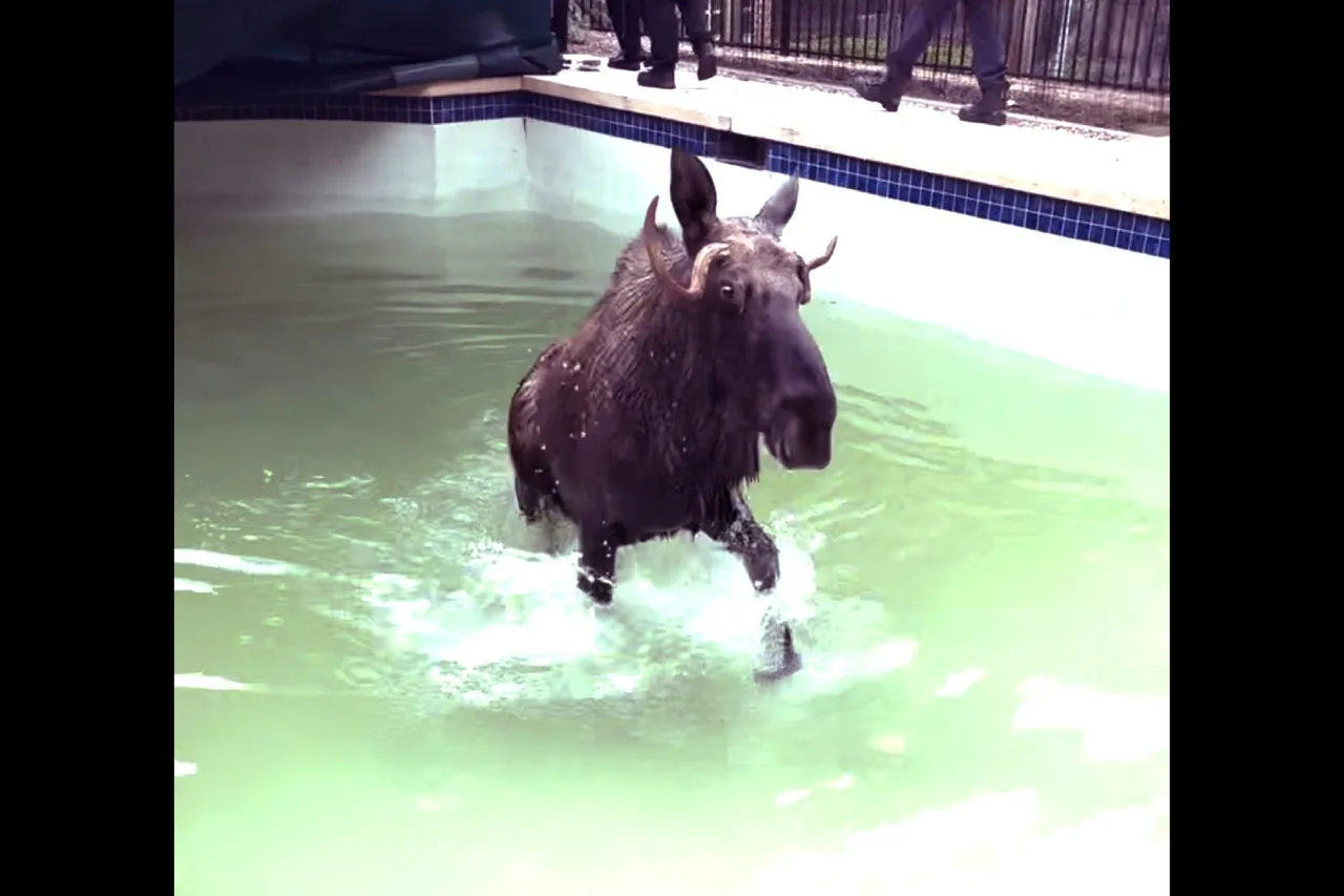 Video: Rescatan a un alce de una piscina en EU