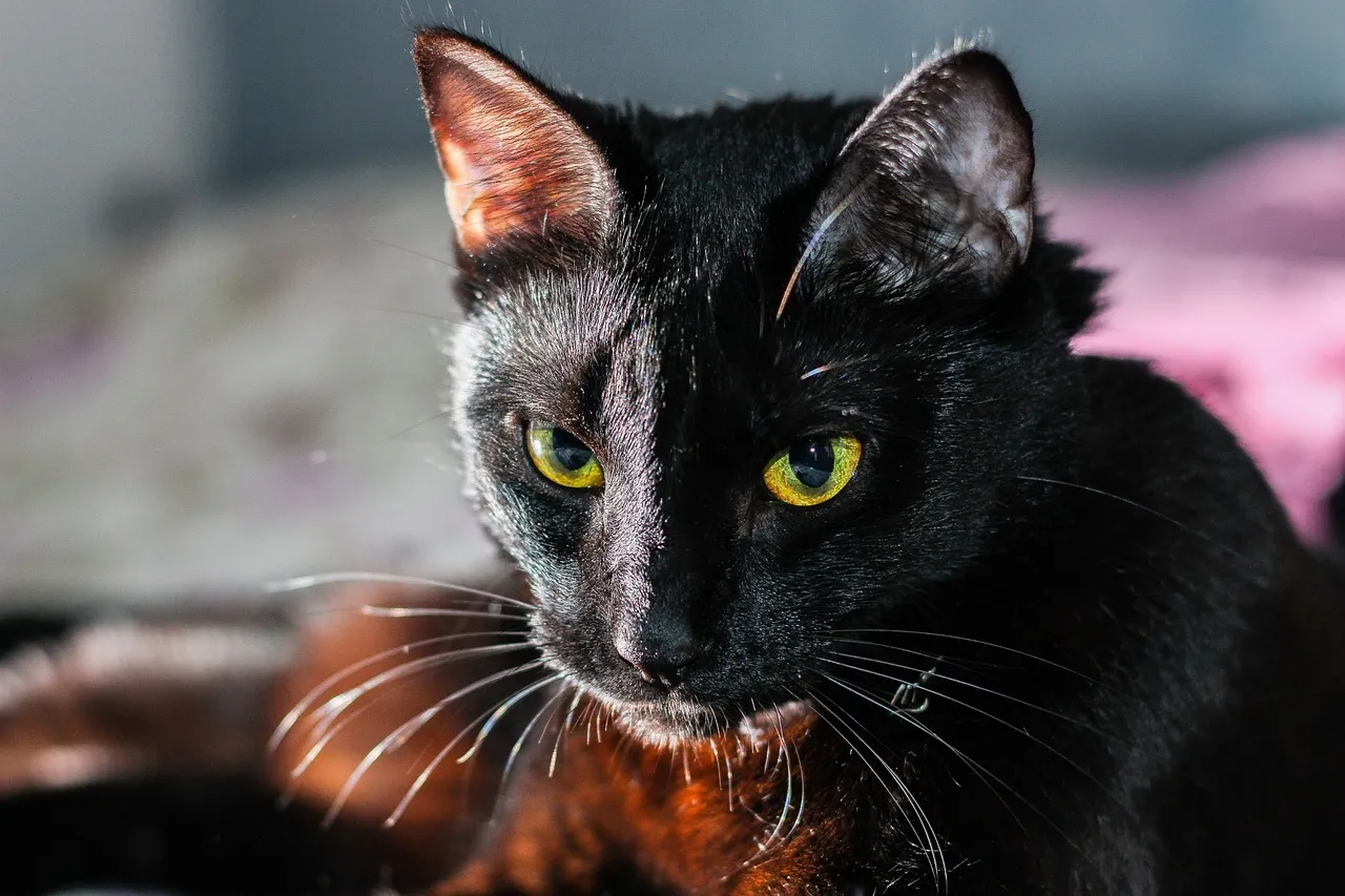 ¿Mala suerte o mito? La superstición de los gatos negros