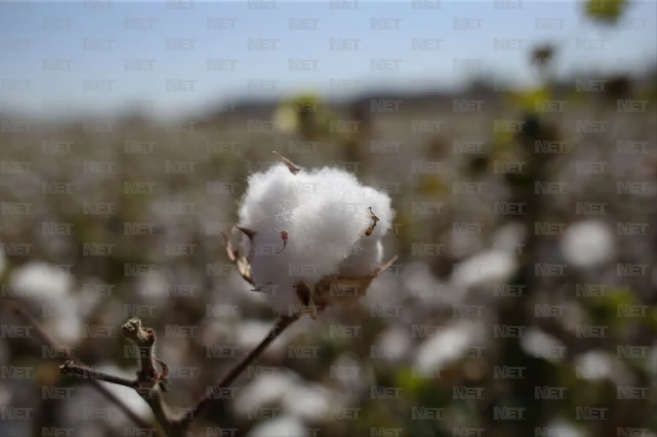 Costos elevados reducen producción de algodón en el Valle de Juárez