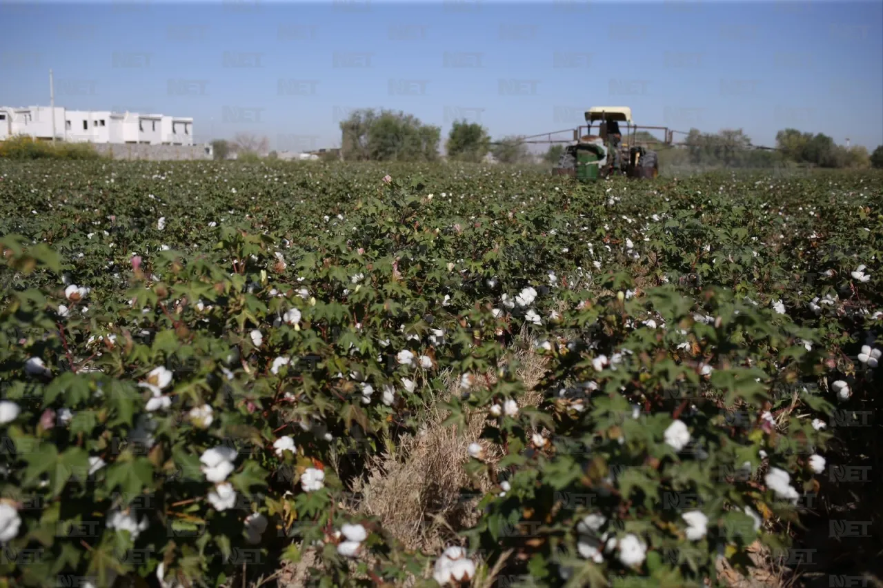 Costos elevados reducen producción de algodón en el Valle de Juárez