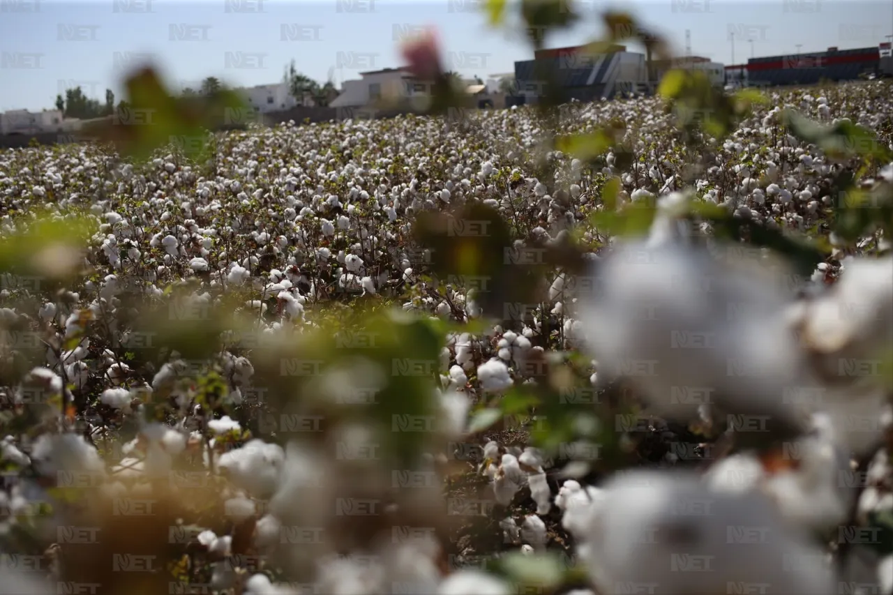 Costos elevados reducen producción de algodón en el Valle de Juárez