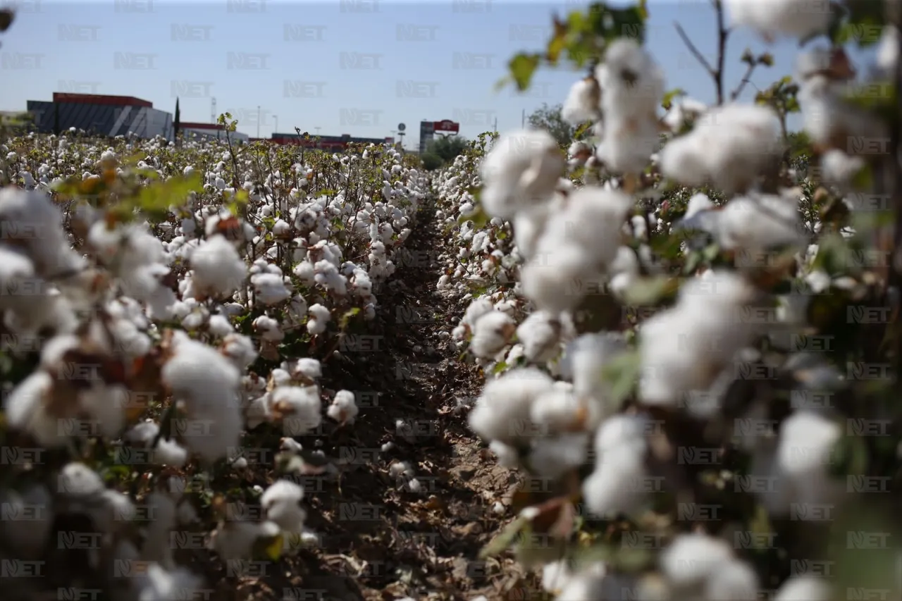 Costos elevados reducen producción de algodón en el Valle de Juárez