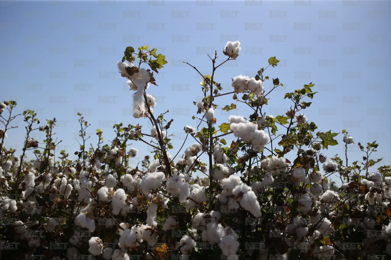 Costos elevados reducen producción de algodón en el Valle de Juárez