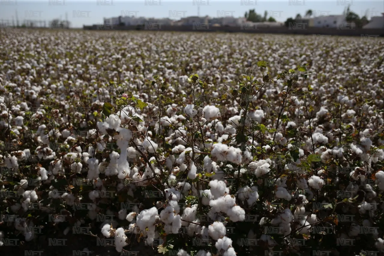 Costos elevados reducen producción de algodón en el Valle de Juárez