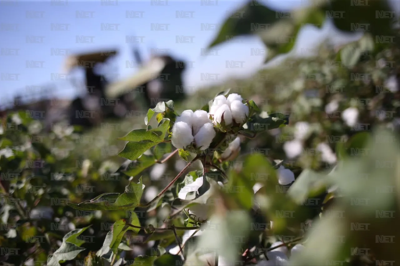 Costos elevados reducen producción de algodón en el Valle de Juárez