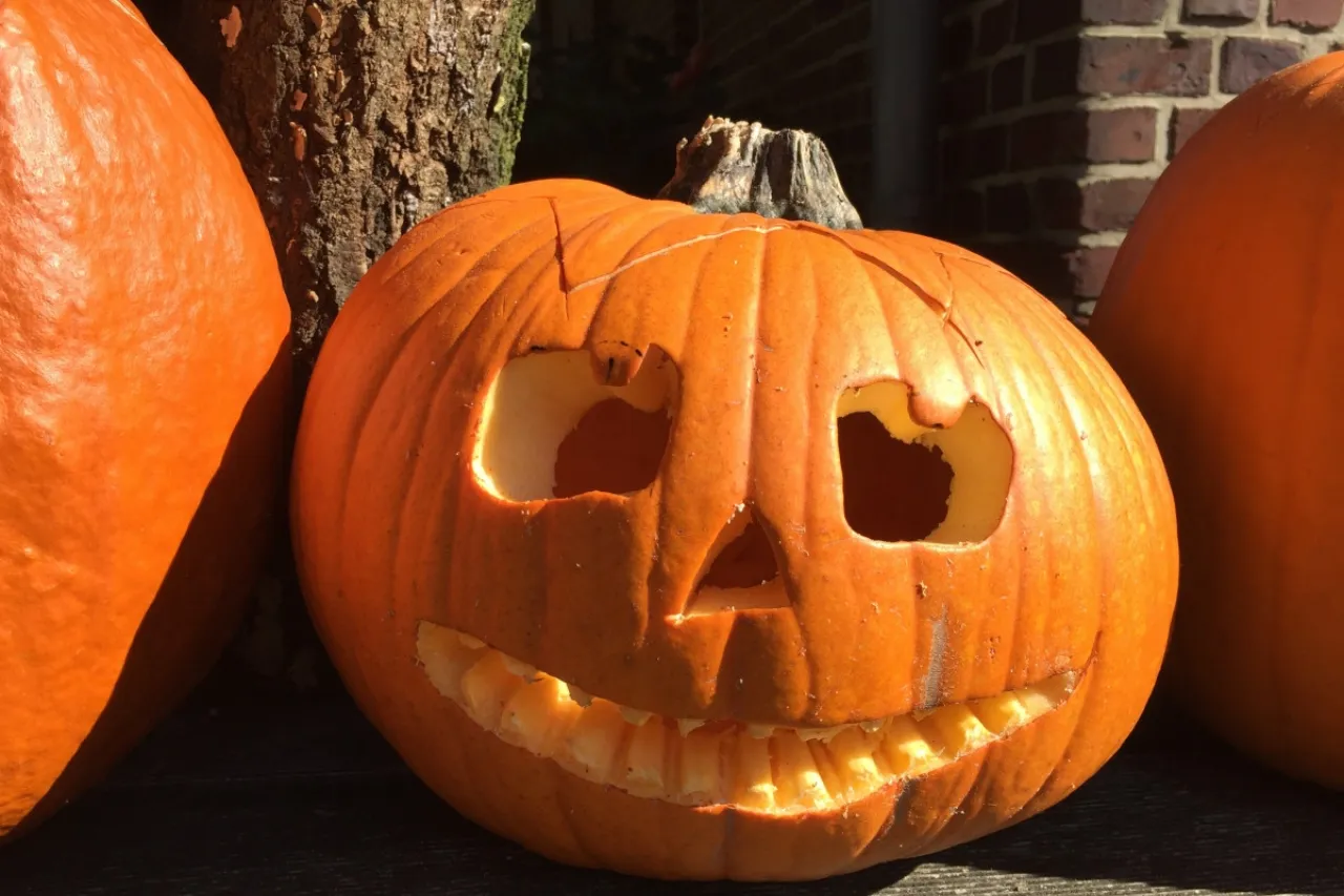 Calabazas para Halloween, ¿por qué se usan en esta celebración?