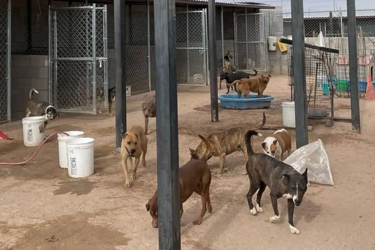 Existen en Juárez alrededor de 25 refugios de protección animal