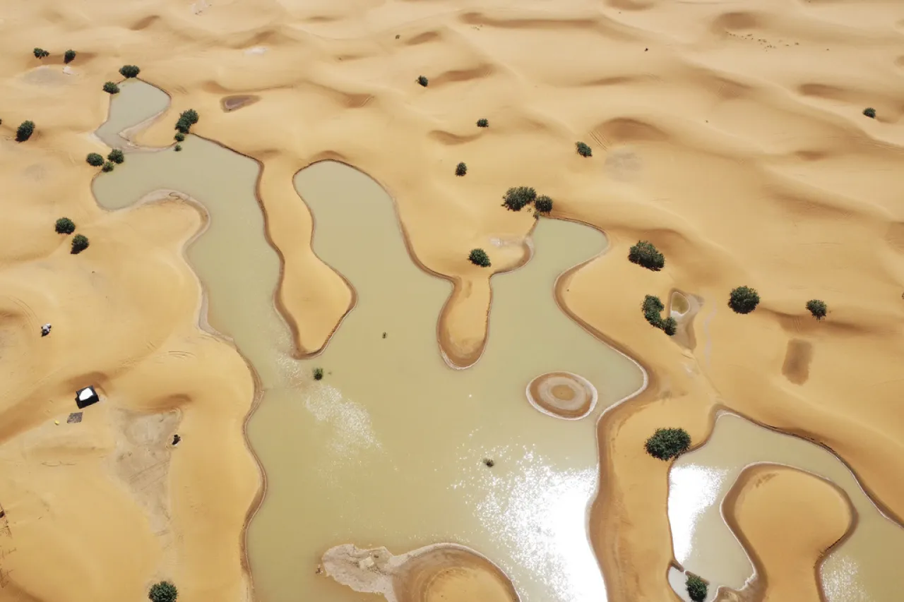 Fluye agua entre palmeras y dunas tras inusuales lluvias en el Sahara