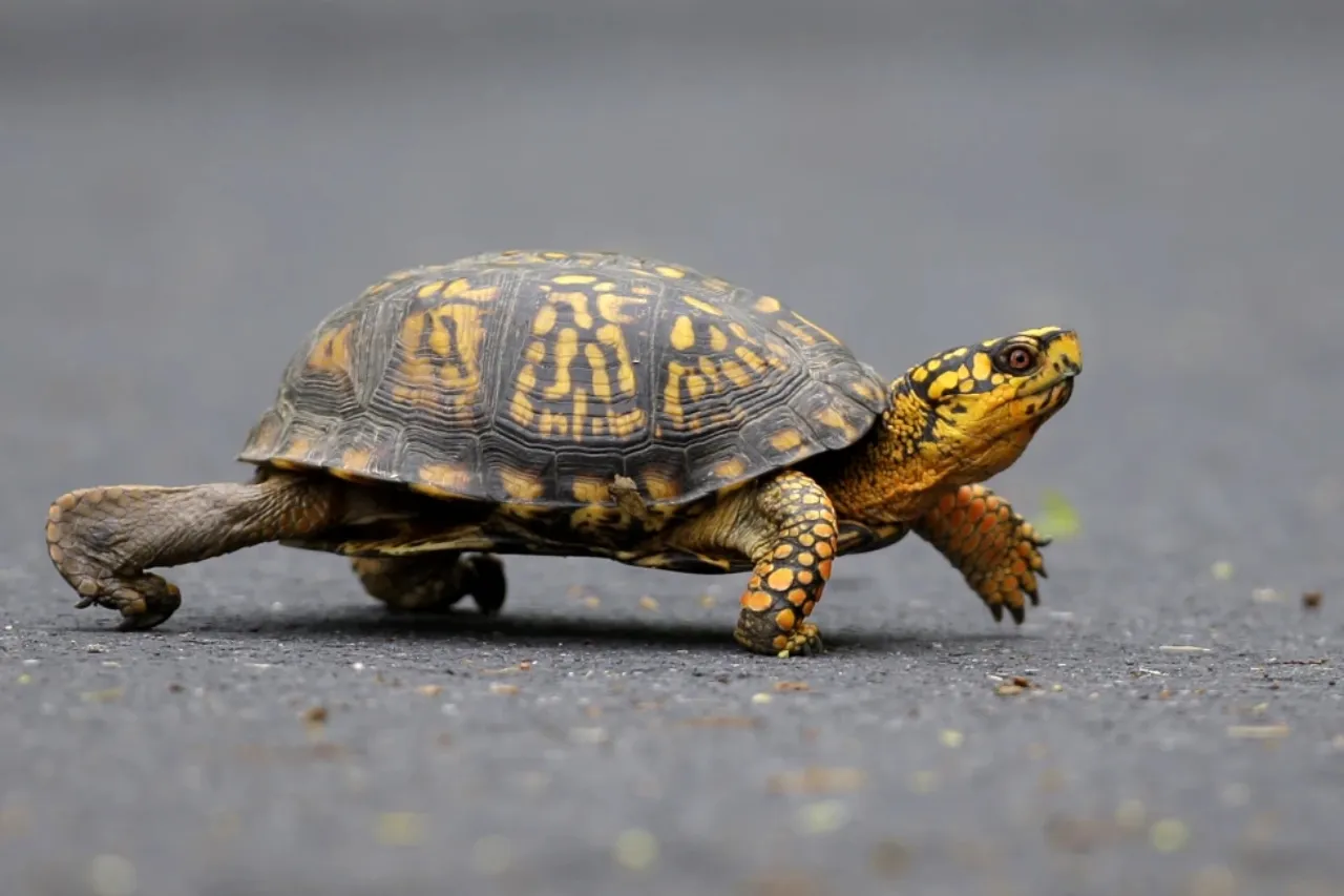 Mujer se declara culpable de contrabandear tortugas a Canadá usando un kayak