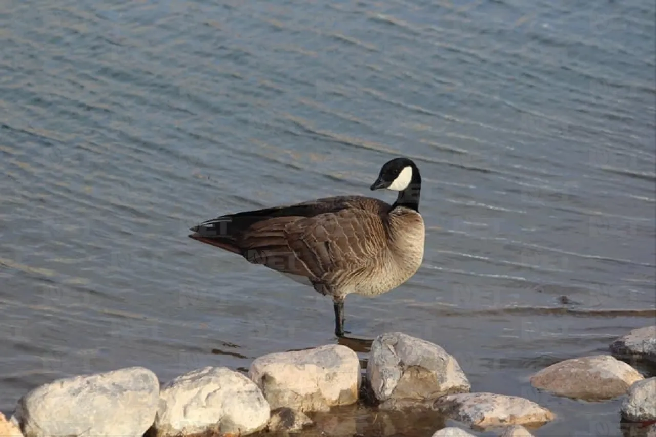 Llega a Juárez el Festival de las Aves de Chihuahua