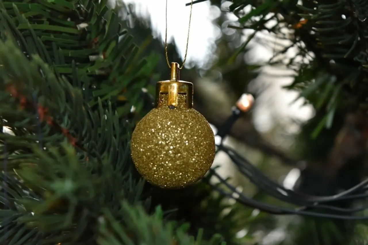 ¿Ya no quieres tu pino navideño viejo? Instalarán contenedor para reciclaje