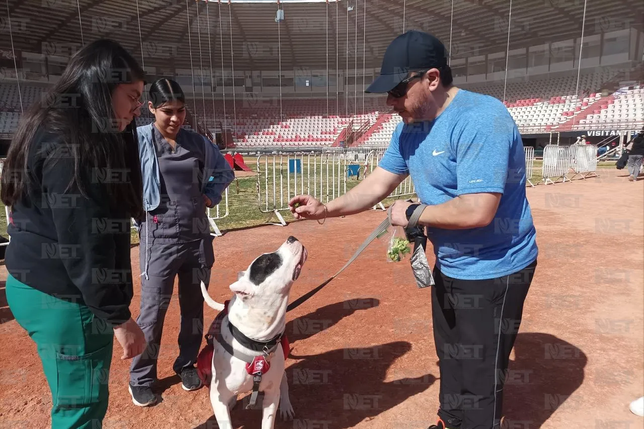 ¿Tienes un perro obediente? Inscríbelo al próximo Perrotón de la Sedena