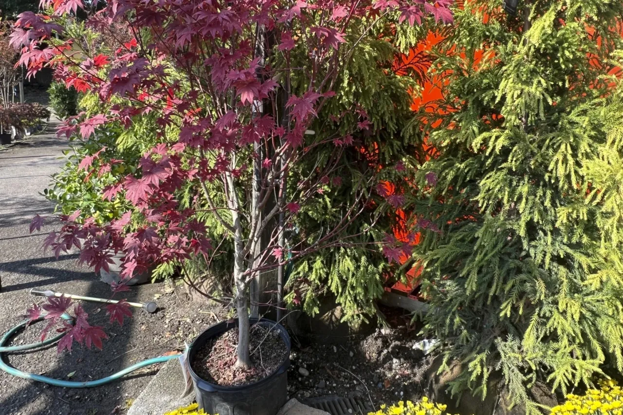 El otoño es el momento perfecto para plantar un árbol