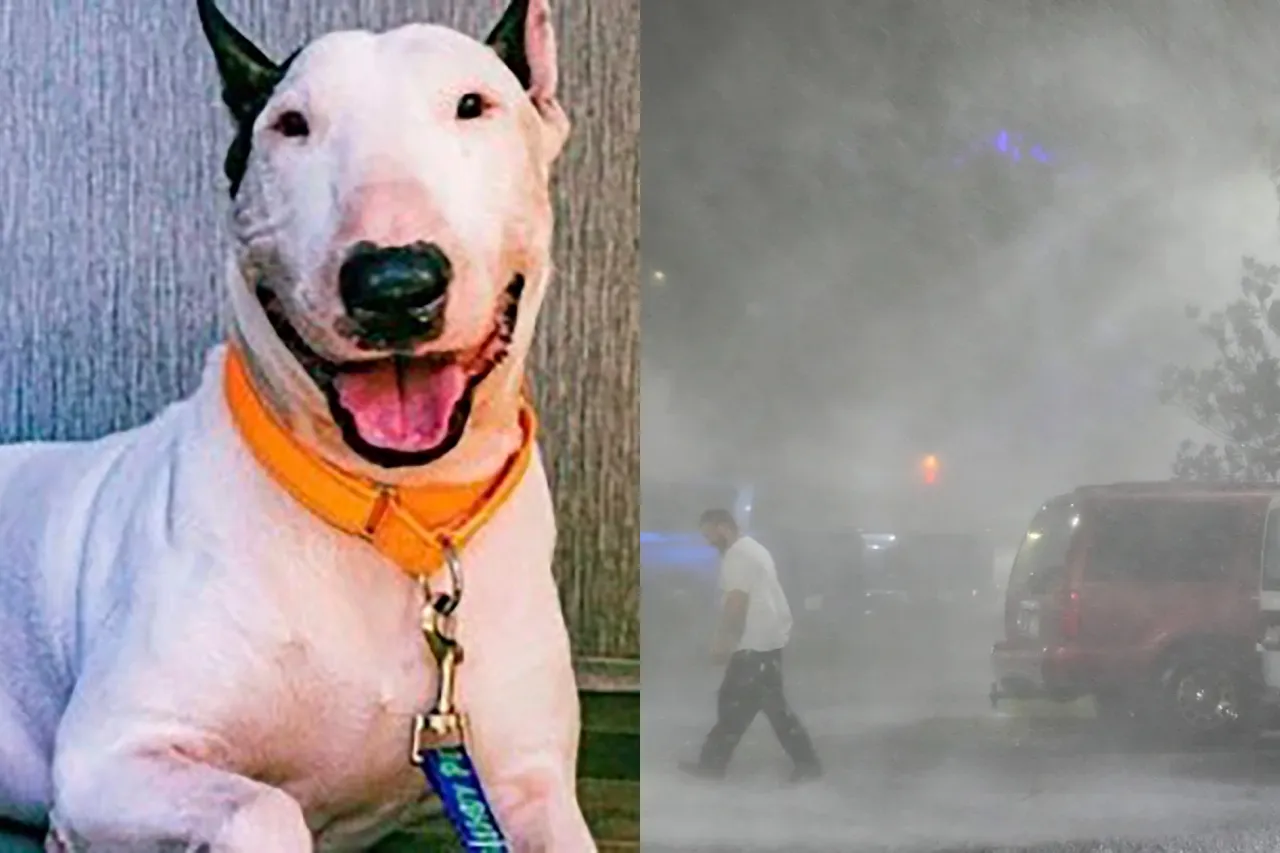 Acusan a hombre por abandonar a perro durante evacuación por llegada de huracán