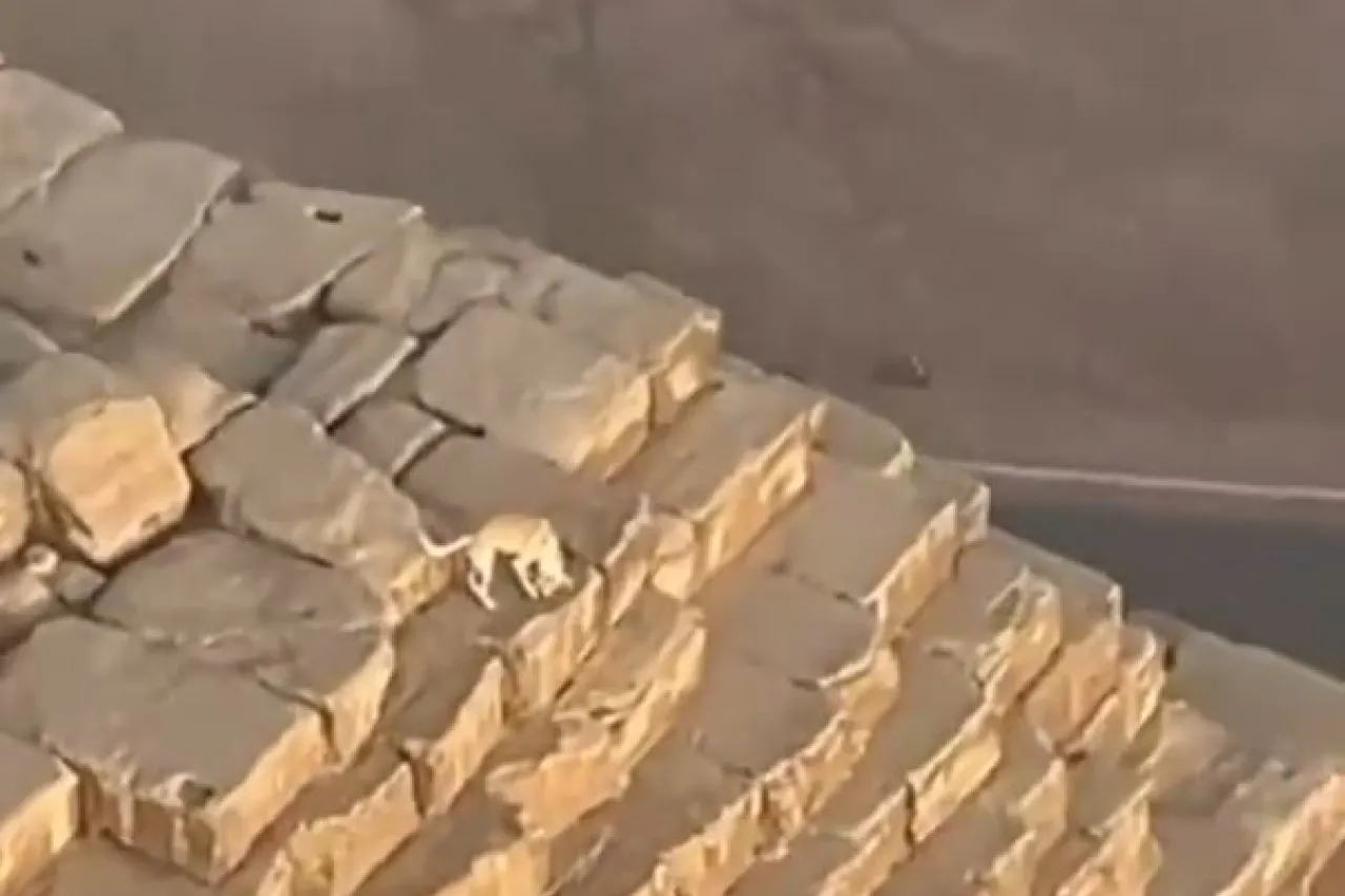 Video: Perrito escala hasta la cima de la Pirámide de Giza