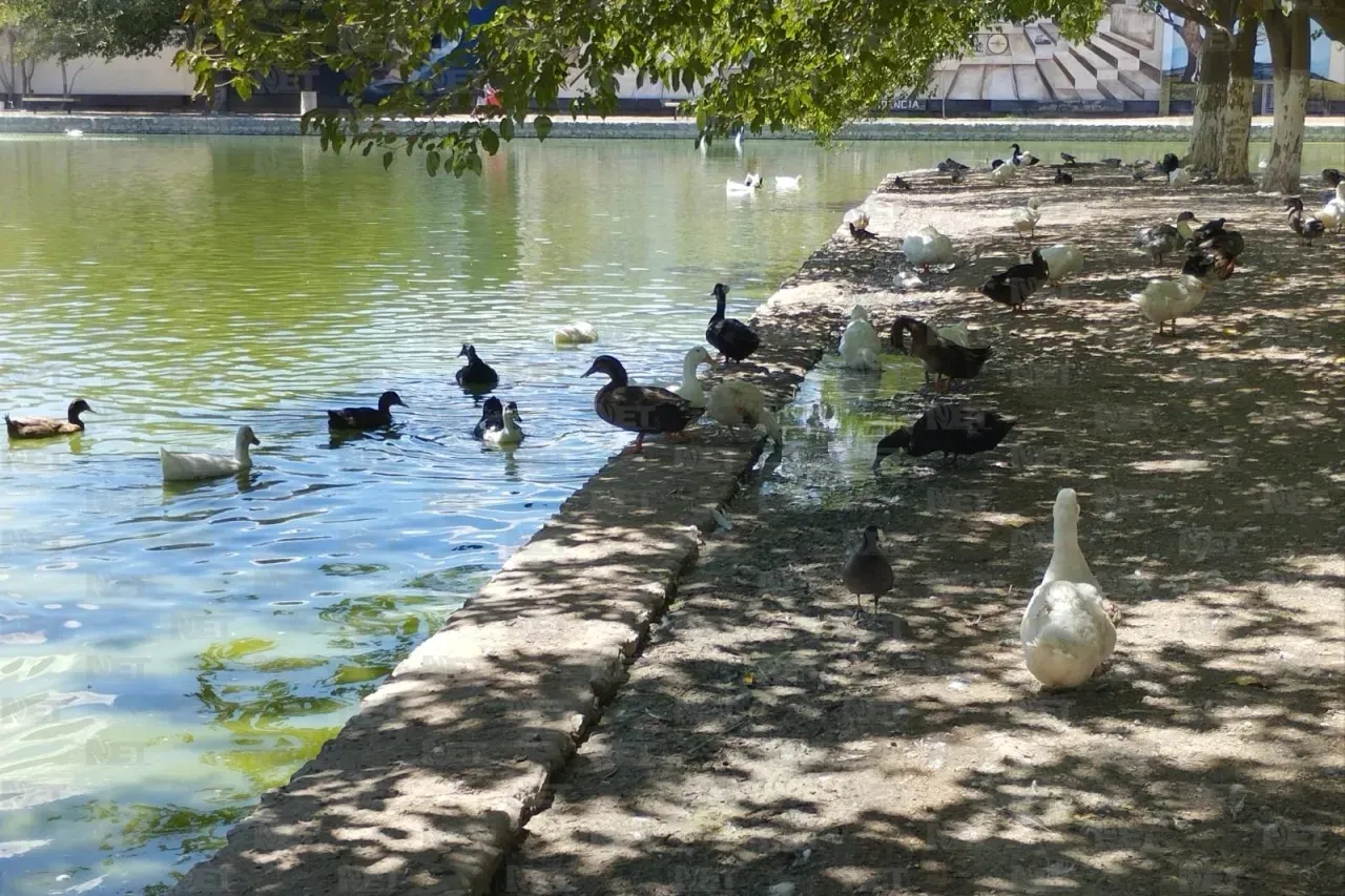 Por concluir obras en cascada de lago del Parque Central