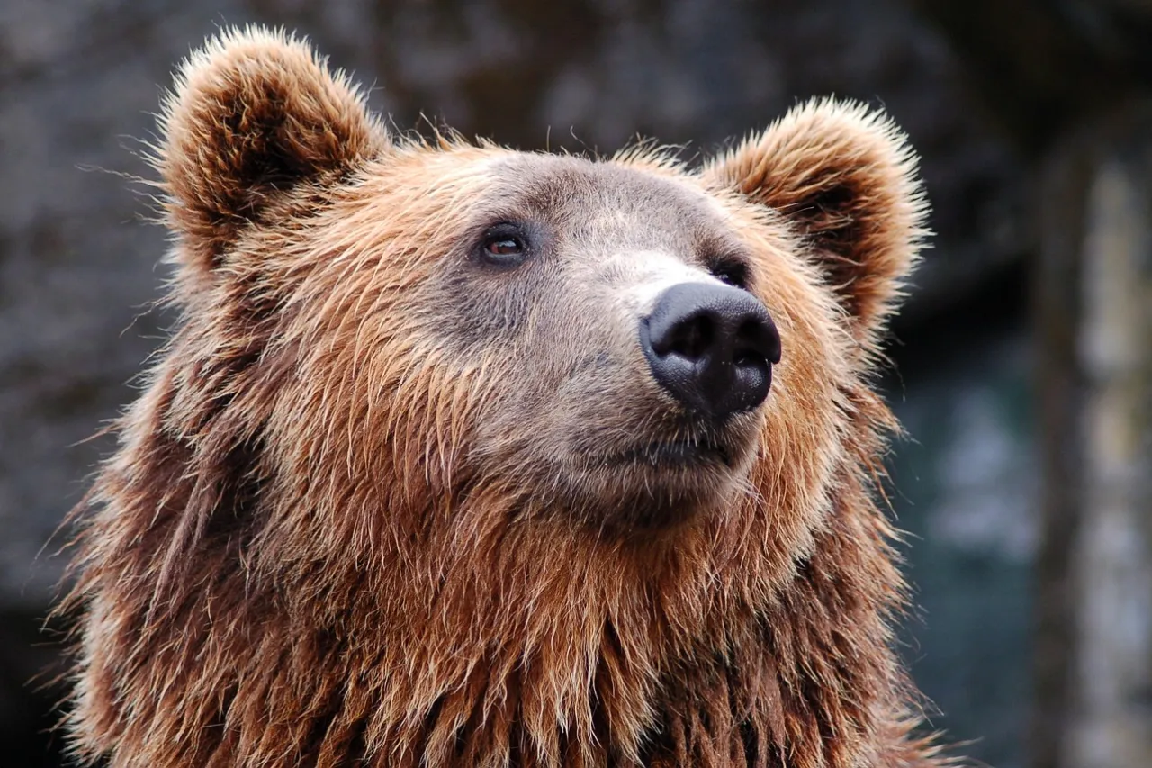 Fallece famosa osa grizzly en Wyoming tras ser impactada por un vehículo