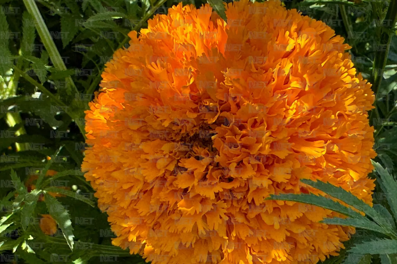 Fotos: Prepara Loma Blanca su flor de cempasúchil para el Día de Muertos