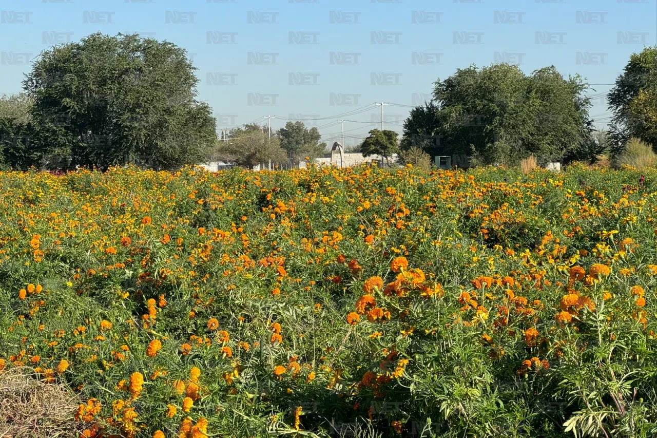 Fotos: Prepara Loma Blanca su flor de cempasúchil para el Día de Muertos