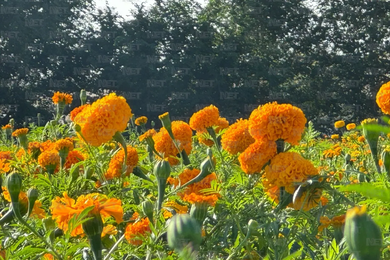 ‘Ilumina' cempasúchil el Valle; pétalos que engalanan el Día de Muertos