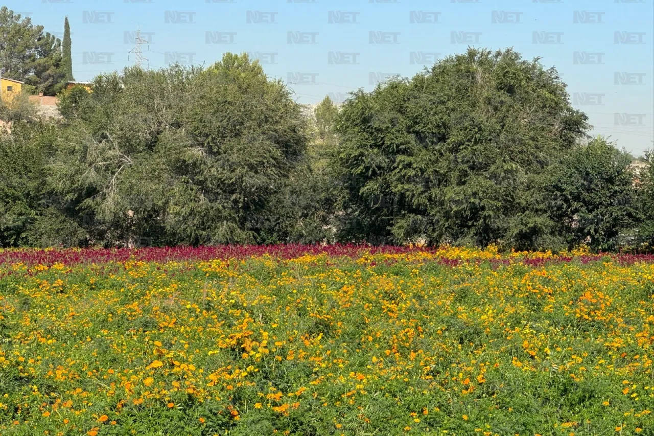 Fotos: Prepara Loma Blanca su flor de cempasúchil para el Día de Muertos