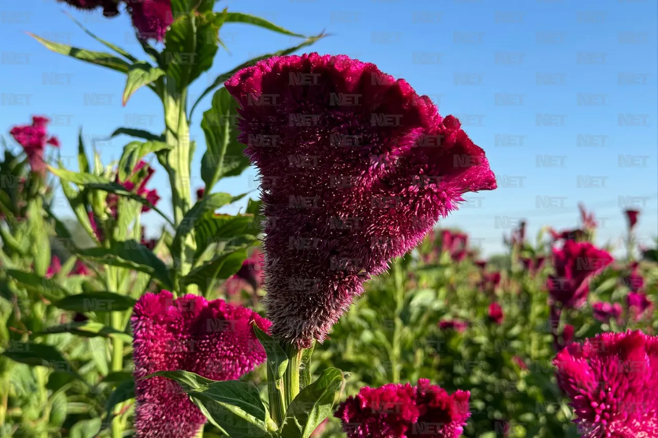 Fotos: Prepara Loma Blanca su flor de cempasúchil para el Día de Muertos