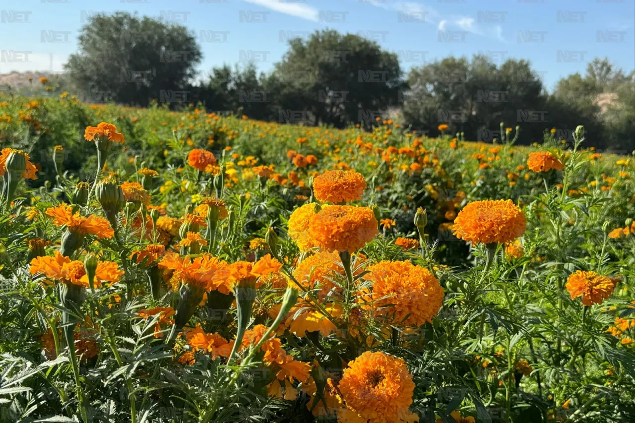 ‘Ilumina' cempasúchil el Valle; pétalos que engalanan el Día de Muertos