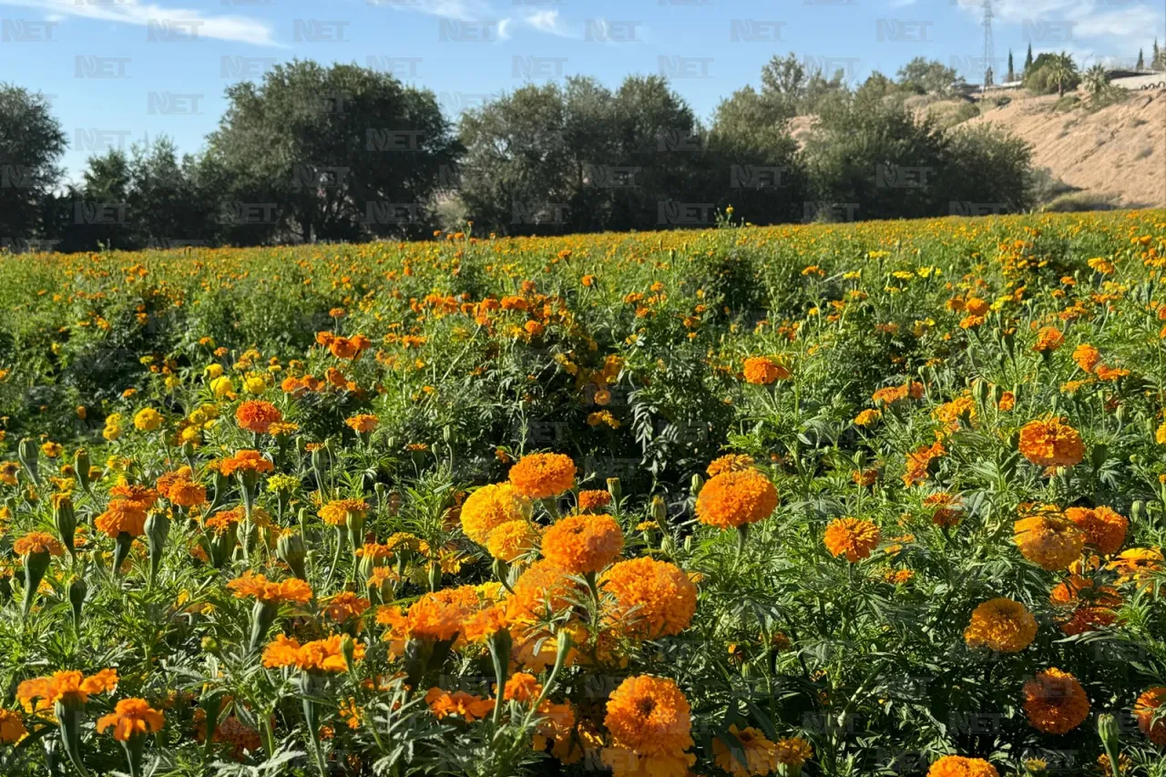 Fotos: Prepara Loma Blanca su flor de cempasúchil para el Día de Muertos