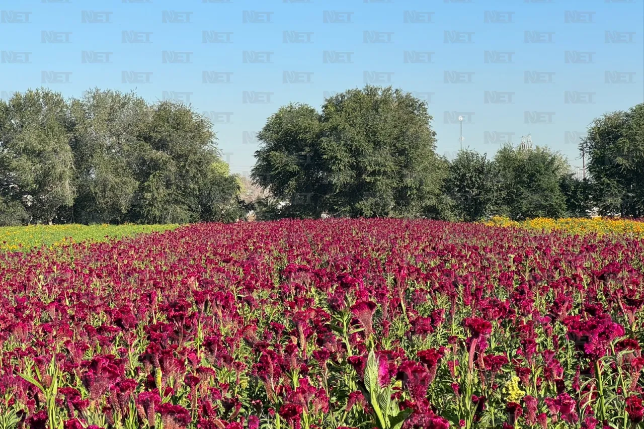 Fotos: Prepara Loma Blanca su flor de cempasúchil para el Día de Muertos