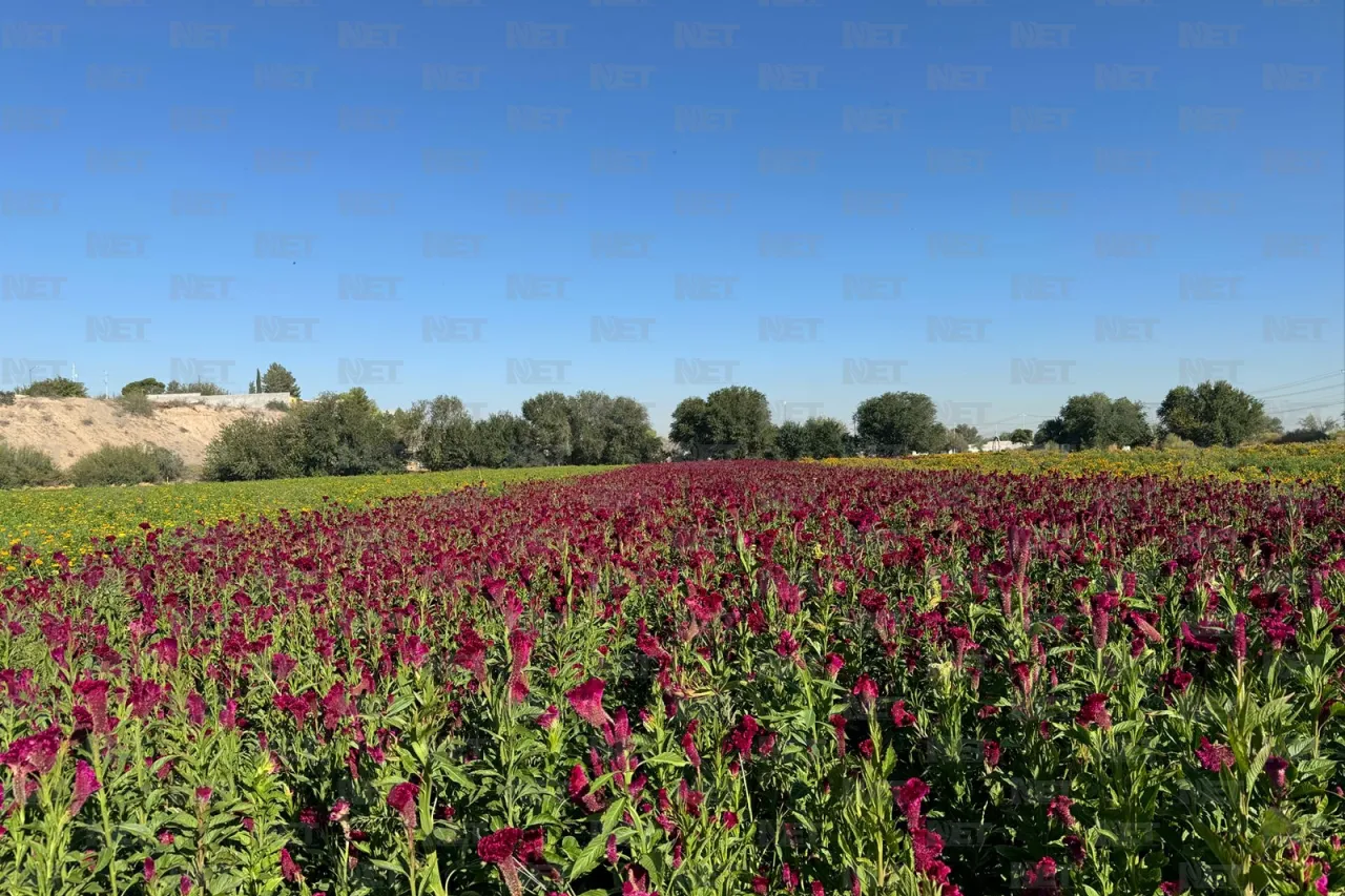 Fotos: Prepara Loma Blanca su flor de cempasúchil para el Día de Muertos