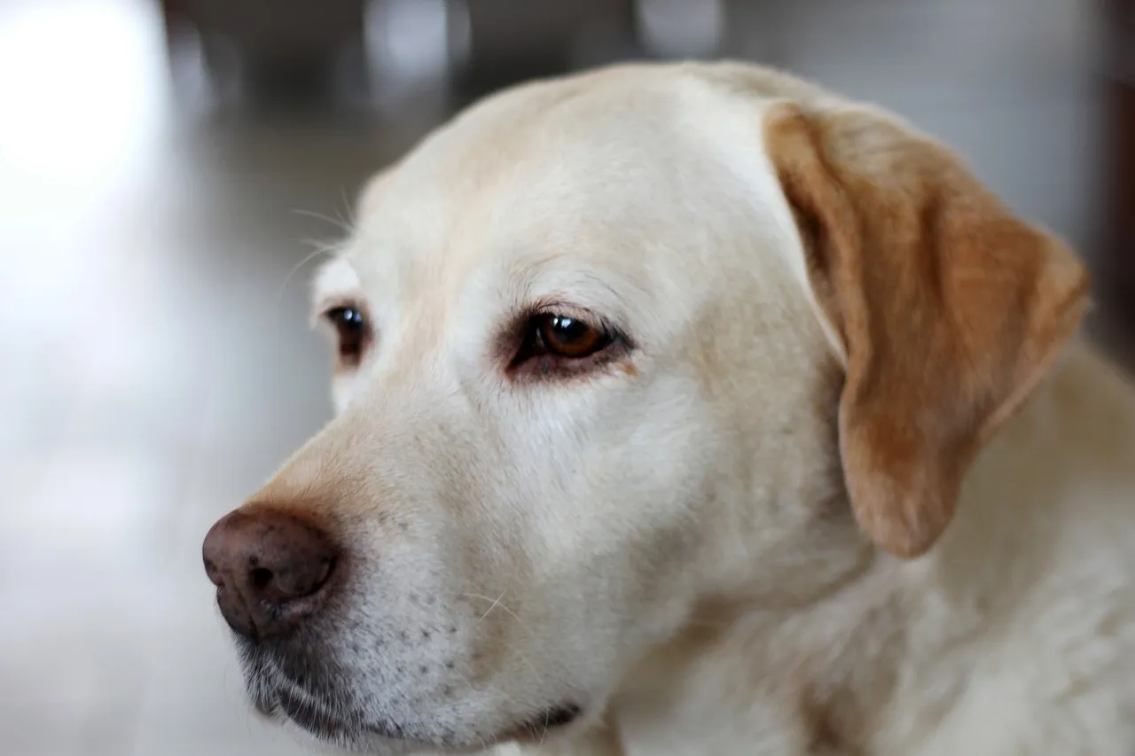 ¡Perros en peligro! Huskies, bulldogs y chihuahuas entre los más secuestrados