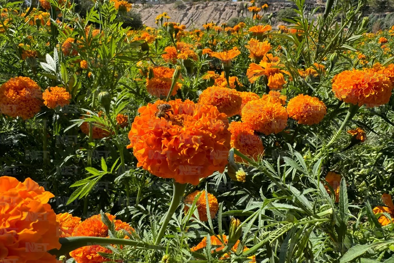 Mariposas aprovechan Día de Muertos para polinizar Cempasúchil