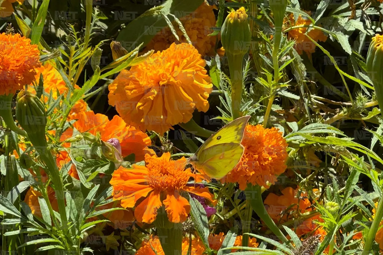 Mariposas aprovechan Día de Muertos para polinizar Cempasúchil