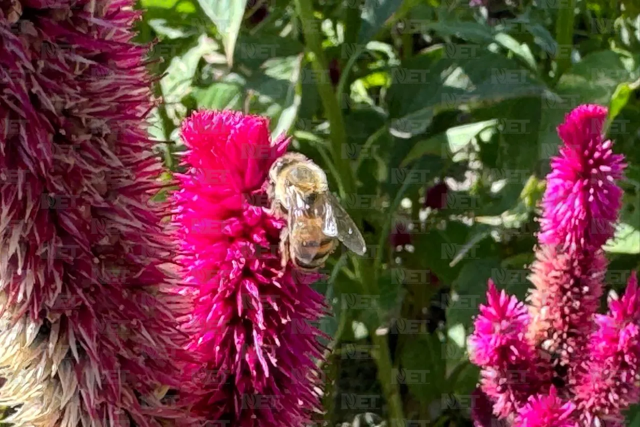 Mariposas aprovechan Día de Muertos para polinizar Cempasúchil