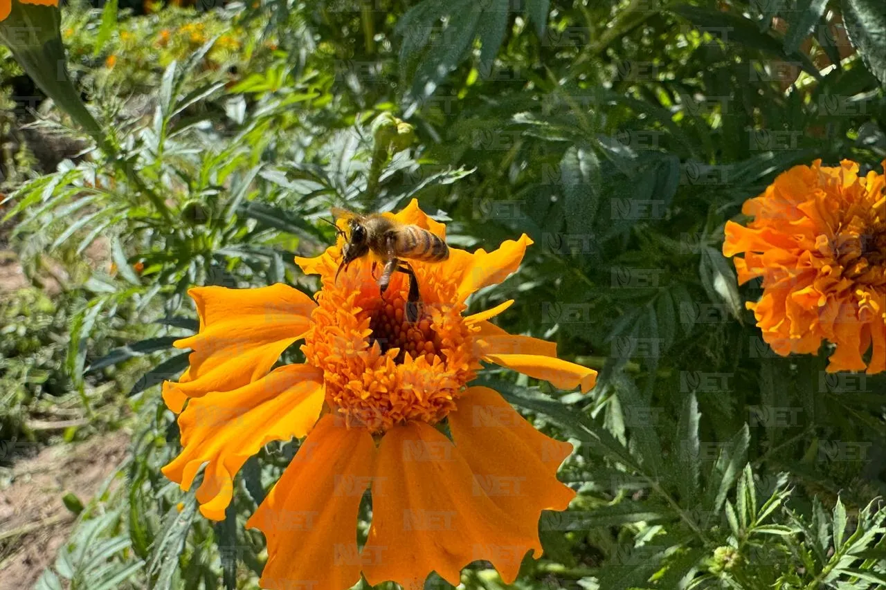 Mariposas aprovechan Día de Muertos para polinizar Cempasúchil